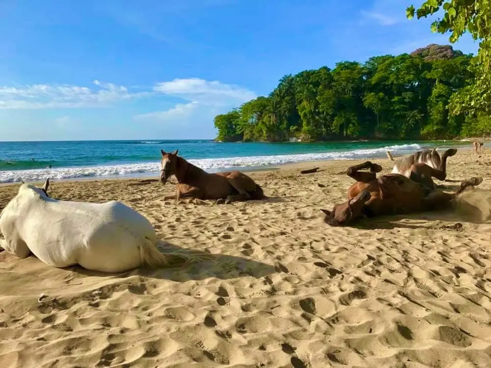 Rescued horses resting on the beach at Caribe Horse