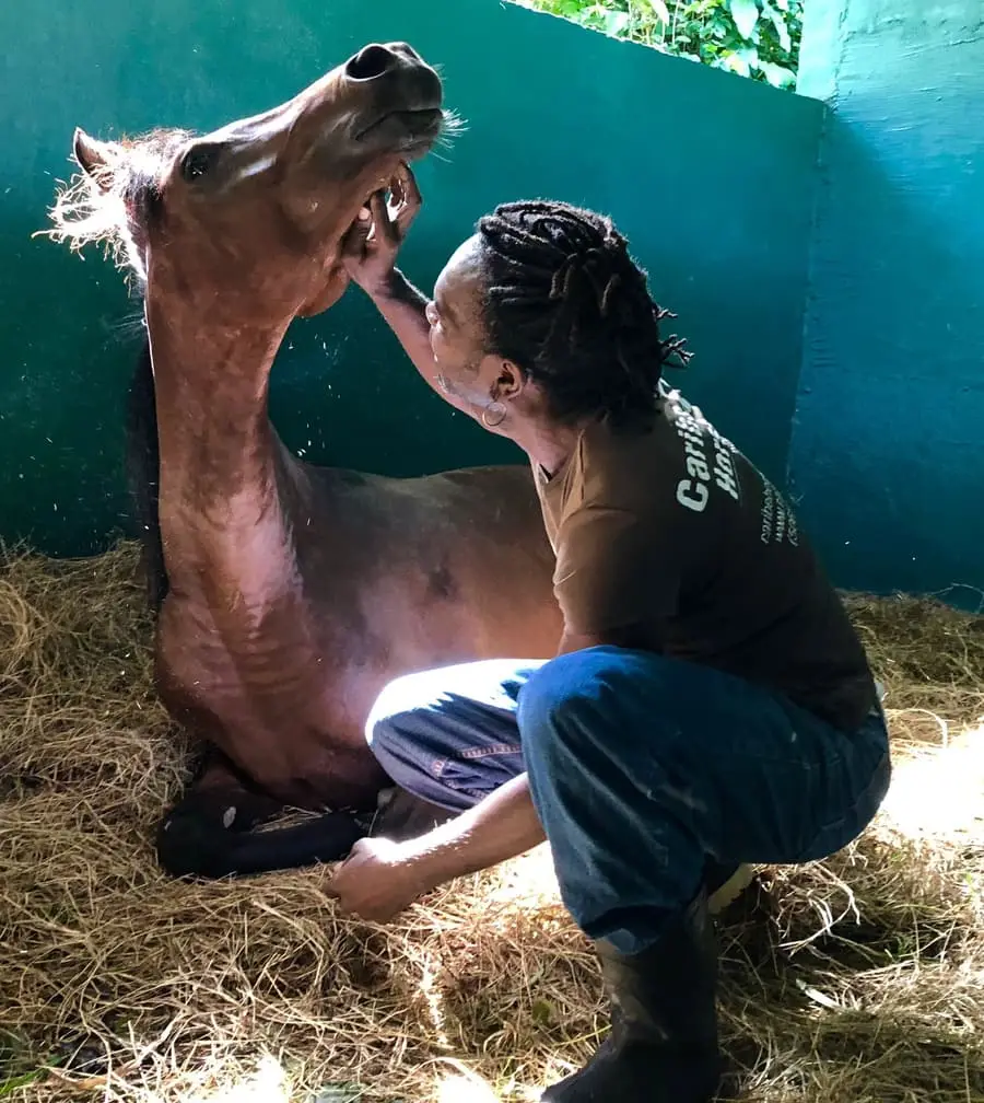 Jimmy checking a rescued horse's teeth during a welfare session at Caribe Horse