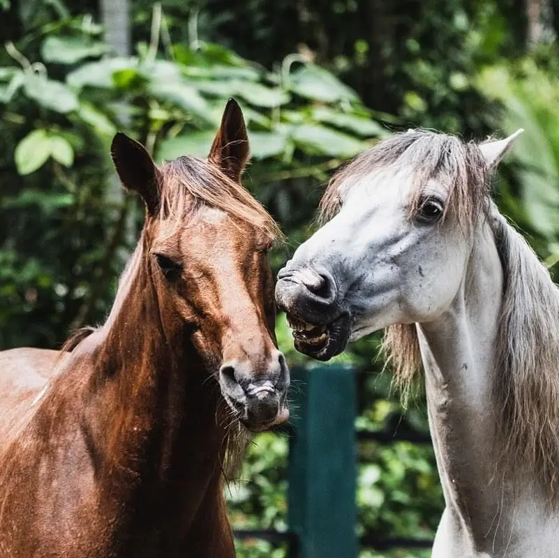 Two of Caribe Horse's rescued horses greeting each other in Puerto Viejo, Costa Rica
