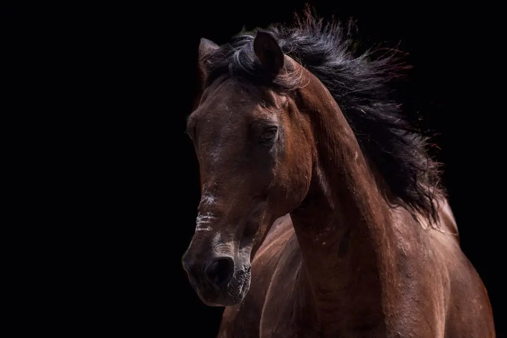 Balsam, a rescued horse in our care at Caribe Horse