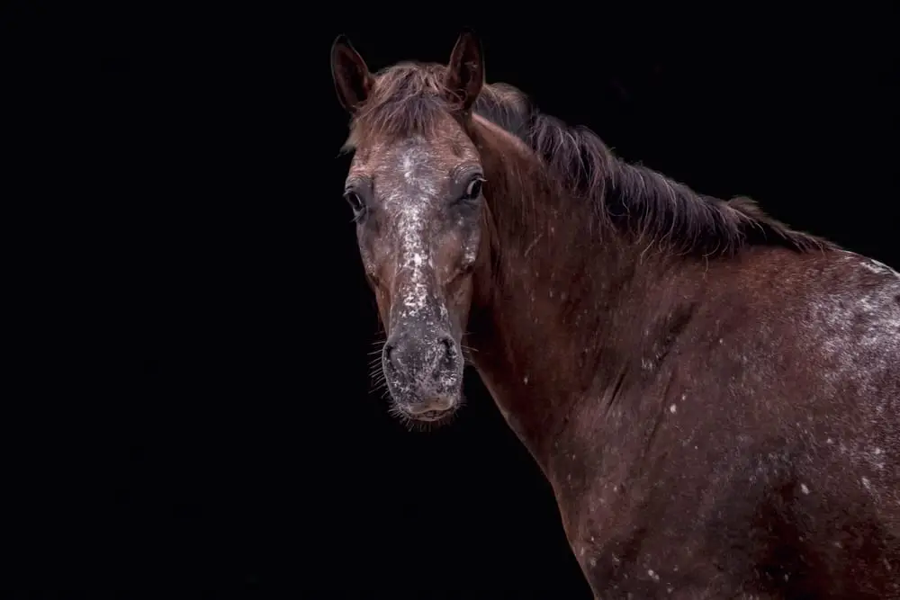 Eragon, a rescued horse in our care at Caribe Horse