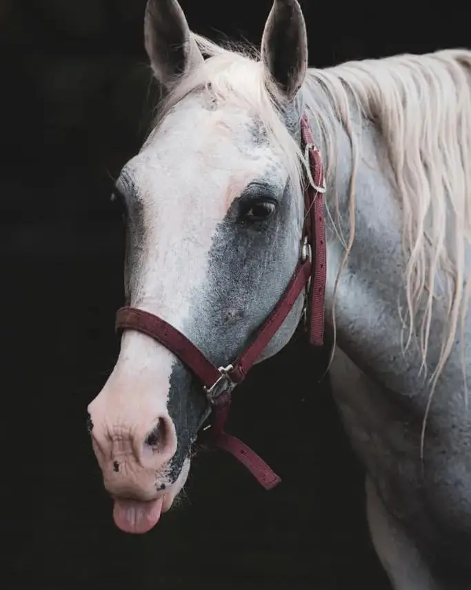 Pachenco, a rescued horse in our care