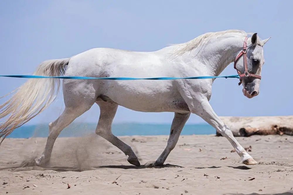 Pachenco, a rescued horse in our care at Caribe Horse