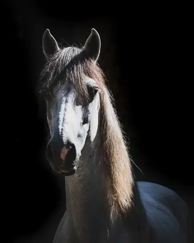 Polar, a rescued horse in our care