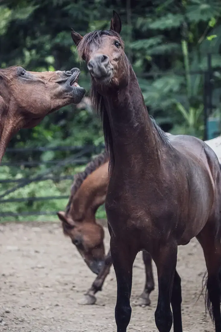 Two of our horses grooming each other in the paddock at Caribe Horse