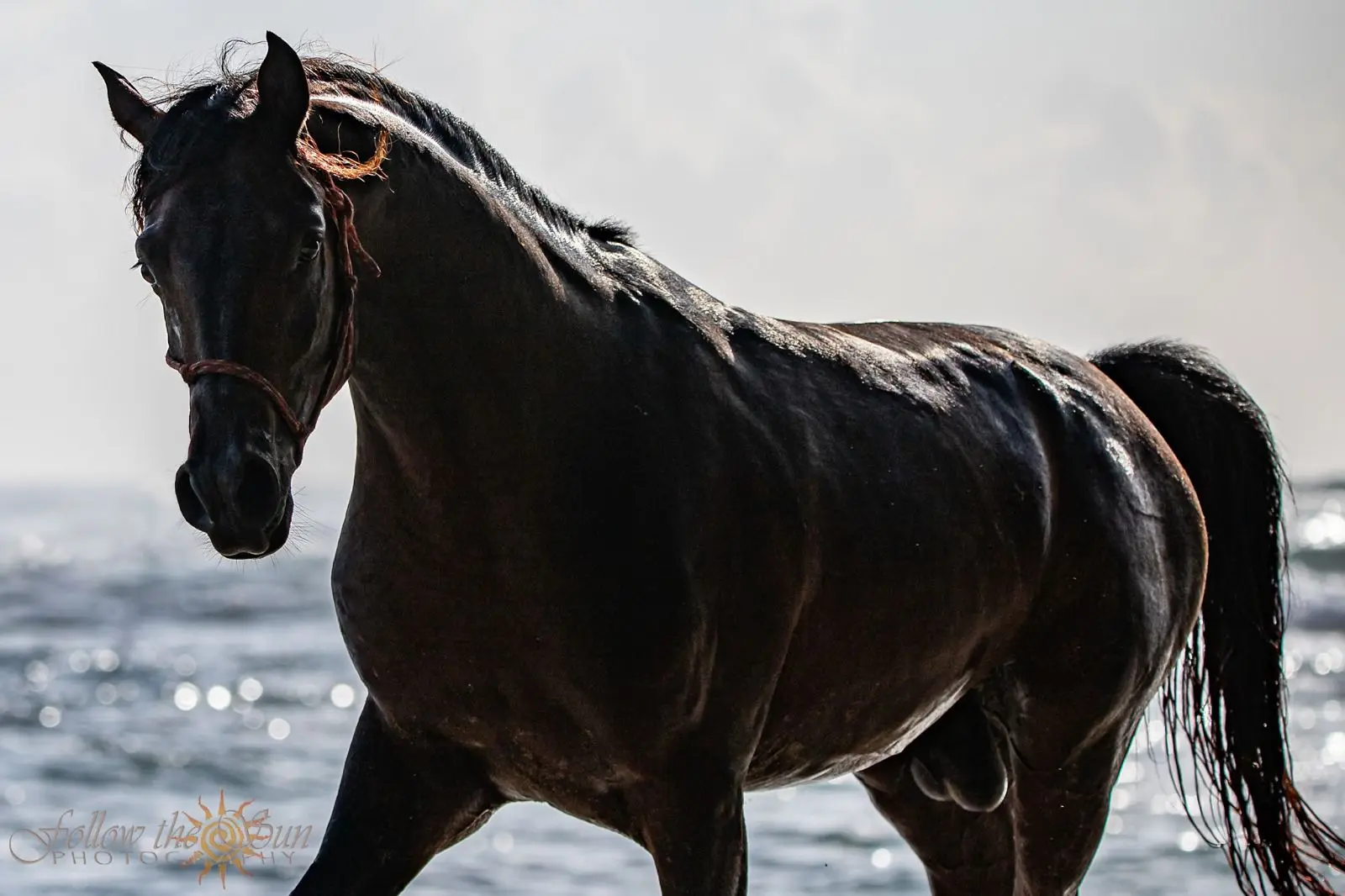 A dark, well-muscled horse walking along the shore at Caribe Horse