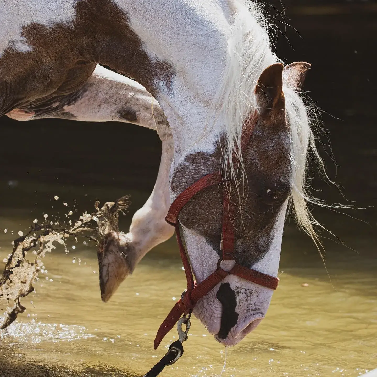 A rescued horse splashing through shallow water at Caribe Horse