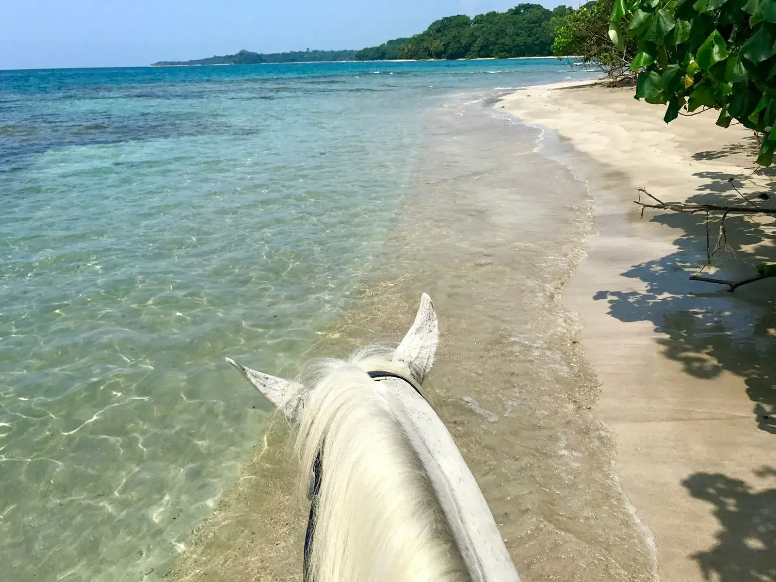 Short Beach & Jungle with Caribe Horse in Costa Rica