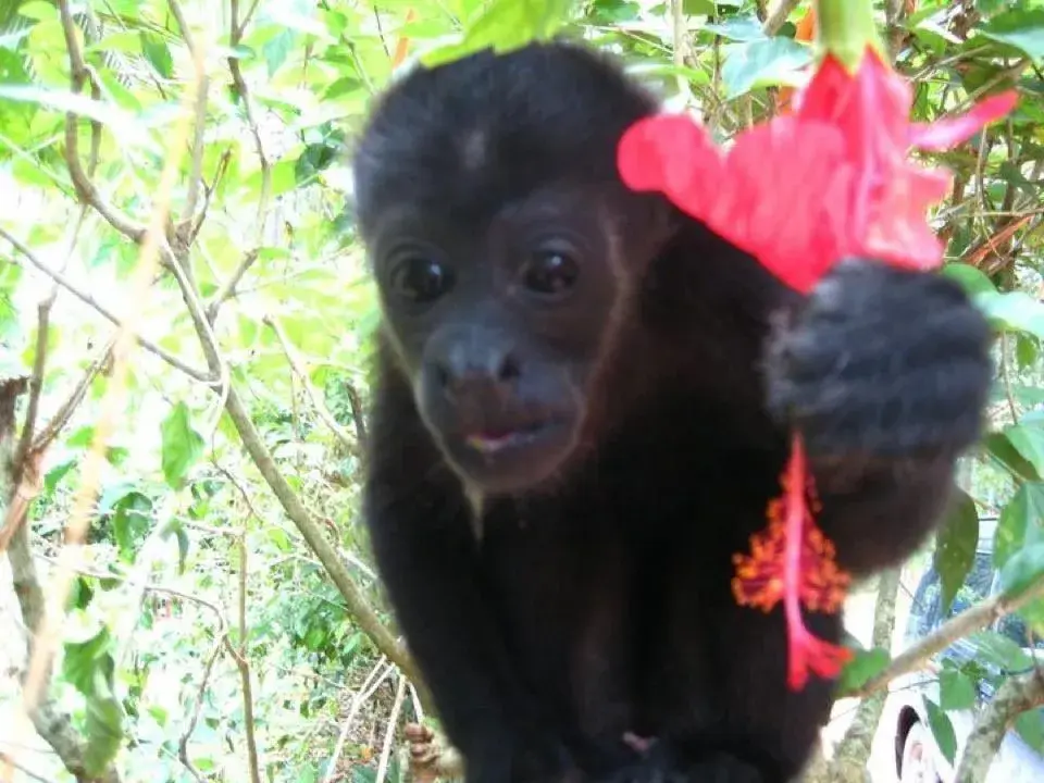 Full Day + Jaguar Rescue with Caribe Horse in Costa Rica