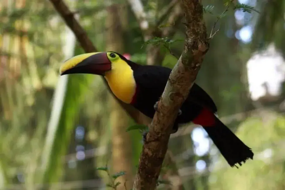 A toucan in the rainforest near Puerto Viejo