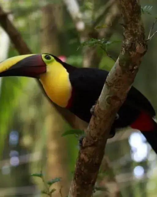 A toucan in the rainforest near Puerto Viejo