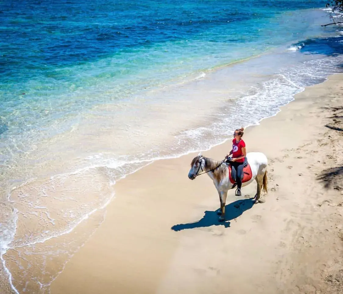 Half Day Beach & Jungle with Caribe Horse in Costa Rica