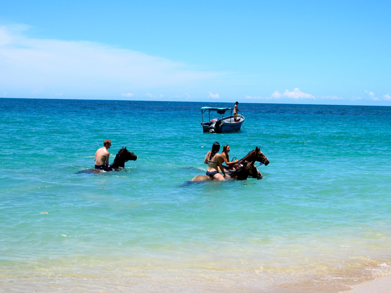 caballo caribe nadando