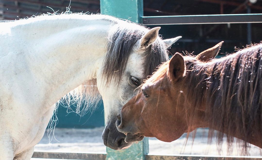 caballo caribe besos