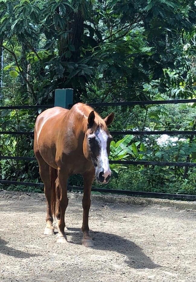 caballo caribe pachenco gordo
