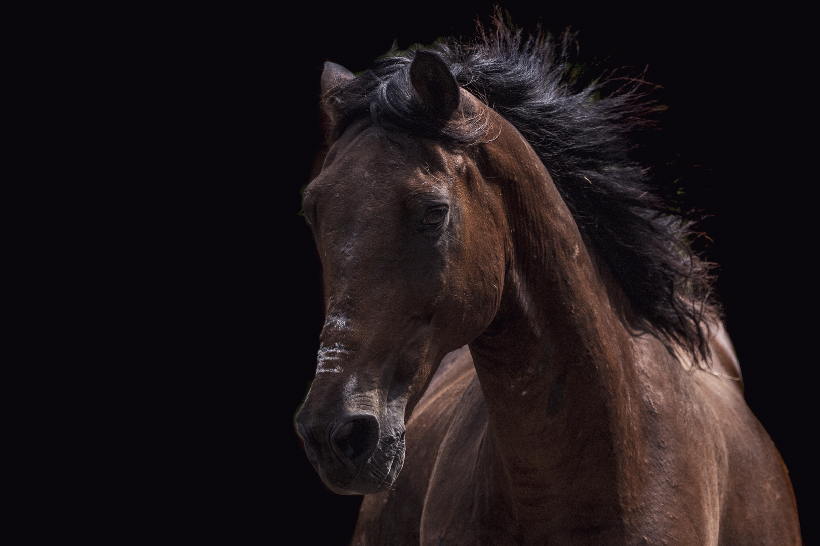 caballo caribe balsan