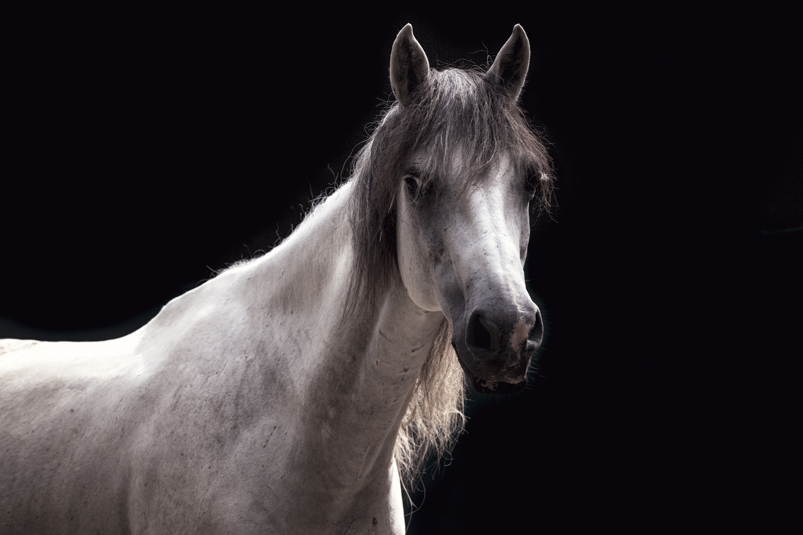 caballo caribe polar