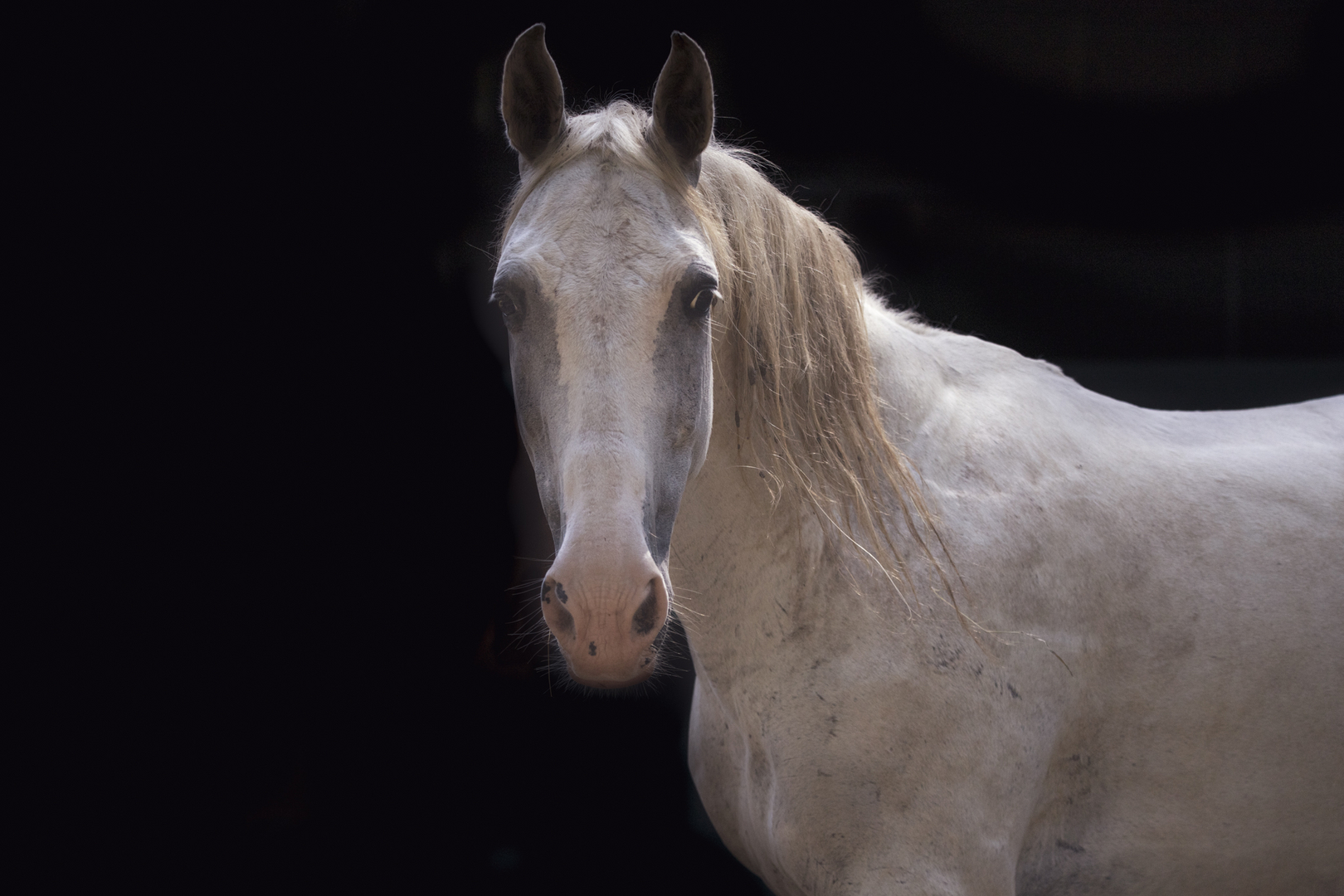 caballo caribe pachenco