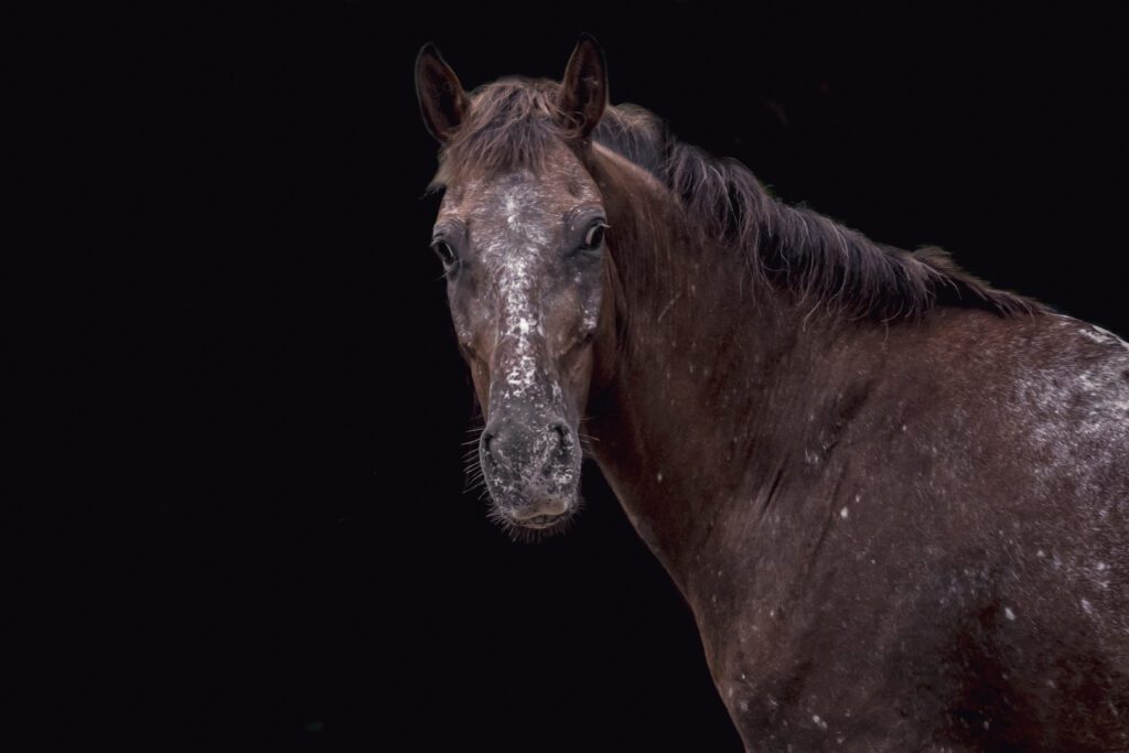 caballo caribe eragon