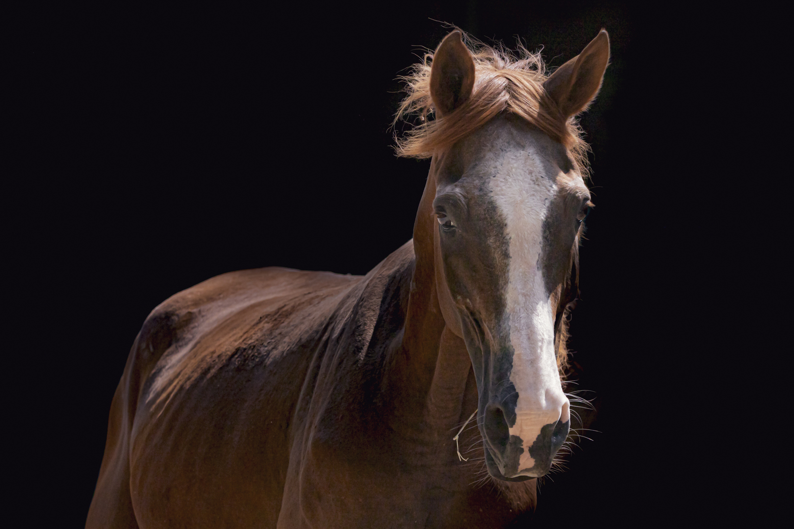 caballo caribe soga