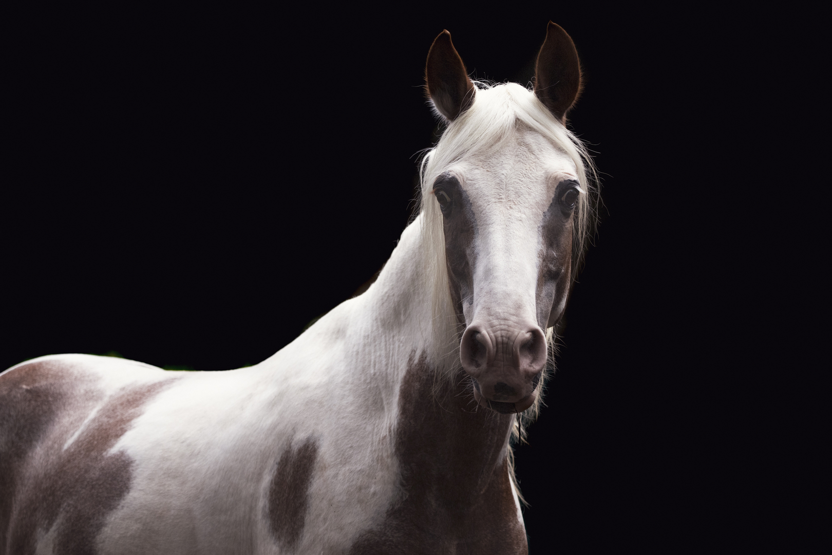 caballo caribe pequeñin